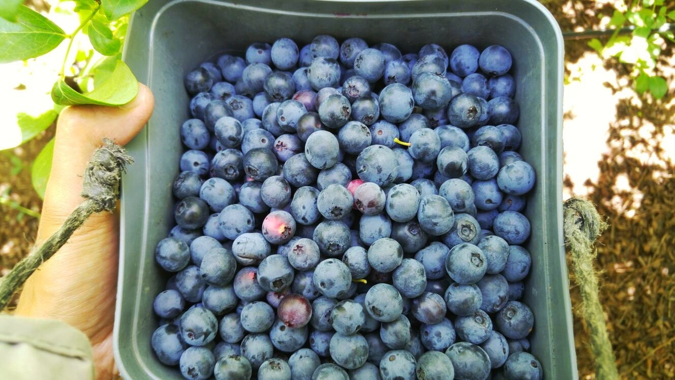 blueberry picker